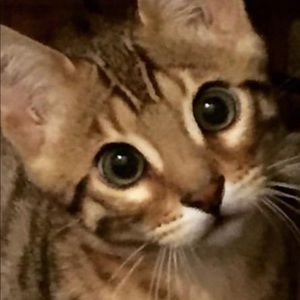 Meet your Posher, Laurie